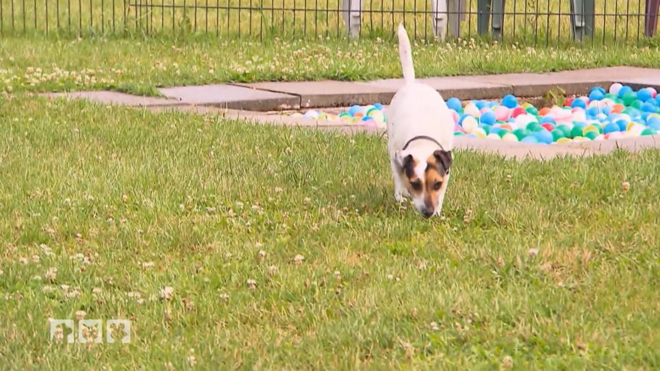Alles über Jack Russell Terrier Alles über Jack Russell Terrier