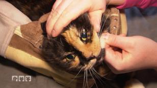 Zahnarzttermin für Katze Kati Zahnarzttermin für Katze Kati