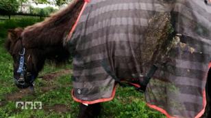 Pony braucht dringend Hilfe Pony braucht dringend Hilfe