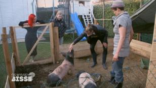 Wie intelligent sind Schweine eigentlich? Wie intelligent sind Schweine eigentlich?