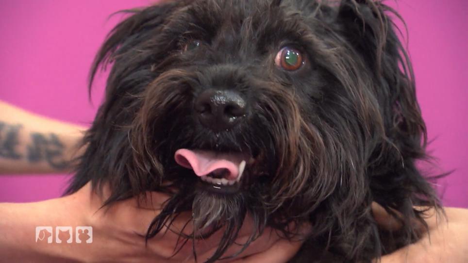 Rüde Scruffy ist ein bisschen gestresst Rüde Scruffy ist ein bisschen gestresst