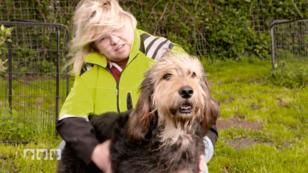 Otterhounds: eine der seltensten Hunderassen der Welt Otterhounds: eine der seltensten Hunderassen der Welt