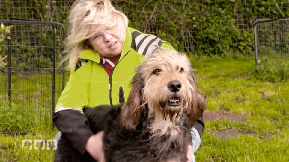 Otterhounds: eine der seltensten Hunderassen der Welt Otterhounds: eine der seltensten Hunderassen der Welt