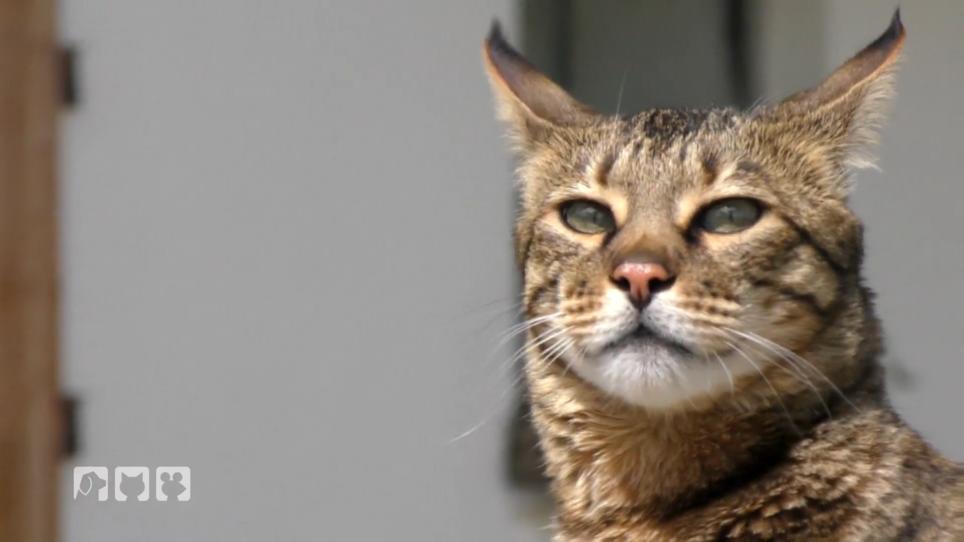 Ist Savannah-Kater Nabil ein Hühnerdieb? Ist Savannah-Kater Nabil ein Hühnerdieb?