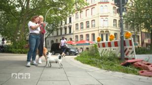 Lebt ein Hund in der Großstadt hundegerecht? Lebt ein Hund in der Großstadt hundegerecht?