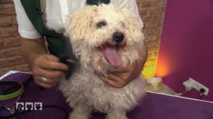 Flöckchen beim Hundefriseur Flöckchen beim Hundefriseur