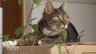 Katzen im Umzugsstress Katzen im Umzugsstress