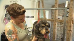 Besuch im Hundesalon Besuch im Hundesalon