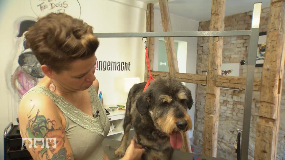 Besuch im Hundesalon Besuch im Hundesalon