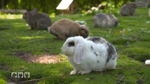 Süße Kaninchen in freier Wildbahn Süße Kaninchen in freier Wildbahn