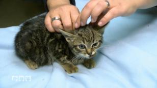 Die Tierretter im Einsatz Die Tierretter im Einsatz
