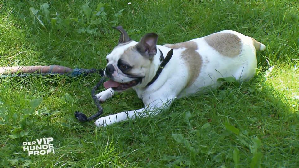 "Frops" Hugo sieht ständig rot "Frops" Hugo sieht ständig rot
