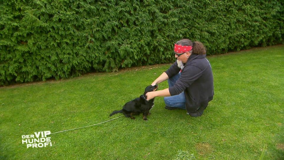 Gibt es Fortschritte bei Rüde Jacky? Gibt es Fortschritte bei Rüde Jacky?