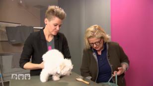 Eingut trainierter Hund ist bei der Pflege entspannter Eingut trainierter Hund ist bei der Pflege entspannter