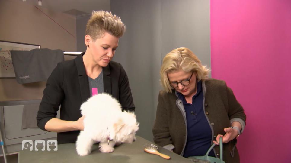 Eingut trainierter Hund ist bei der Pflege entspannter Eingut trainierter Hund ist bei der Pflege entspannter