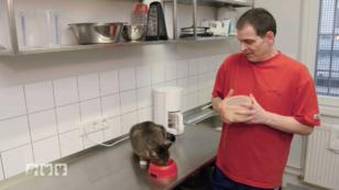 Die Katzen kommen und gehen wie es ihnen gefällt Die Katzen kommen und gehen wie es ihnen gefällt