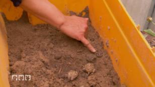 "Kopf in den Sand stecken hilft nicht" "Kopf in den Sand stecken hilft nicht"