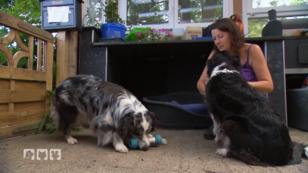 Ein interaktiver Knochen für Hunde Ein interaktiver Knochen für Hunde