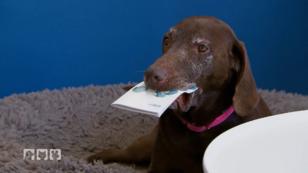 Der Playbone versetzt die Tiere in einen Rausch Der Playbone versetzt die Tiere in einen Rausch