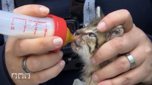Die Jungkatzen liegen in einem Karton am Straßenrand Die Jungkatzen liegen in einem Karton am Straßenrand
