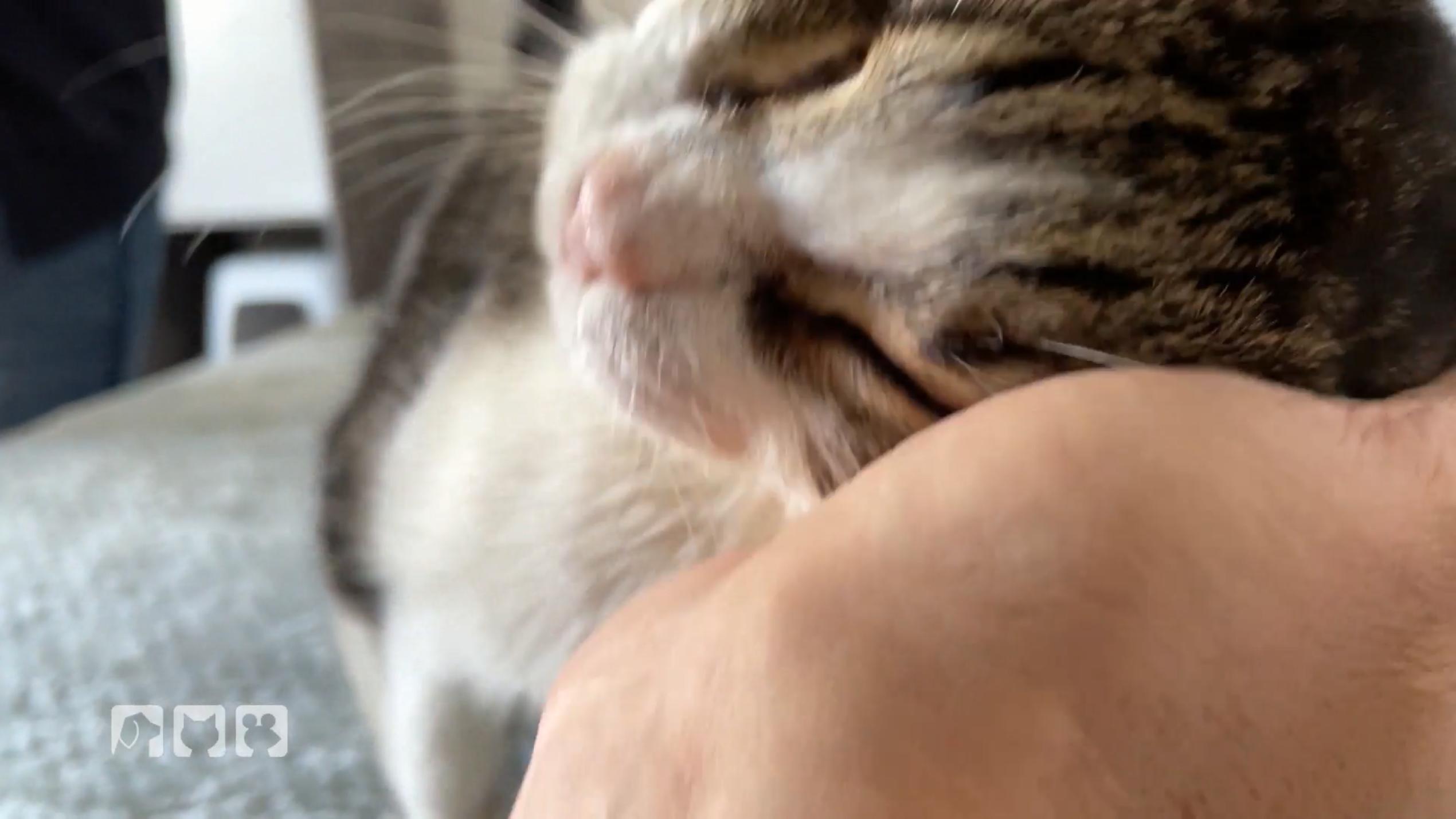 Vergessen den Kater umzumelden Vergessen den Kater umzumelden