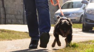 Terrier Diesel ist außer Rand und Band Terrier Diesel ist außer Rand und Band