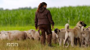 Der Kangal-Hirtenhund ist glücklich in der Natur Der Kangal-Hirtenhund ist glücklich in der Natur