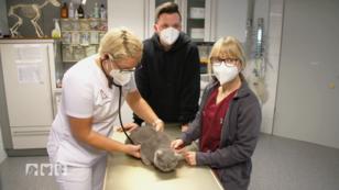 Katze Cherry ist eine wahre Heldin Katze Cherry ist eine wahre Heldin