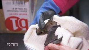 Notfall: Die kleine Fledermaus wurde im Fenster eingeklemmt Notfall: Die kleine Fledermaus wurde im Fenster eingeklemmt