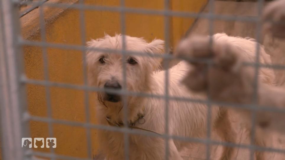 Frank nimmt einige Hunde mit nach Deutschland Frank nimmt einige Hunde mit nach Deutschland