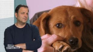Rüde Buddy ist total unsicher Rüde Buddy ist total unsicher
