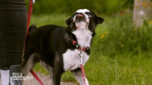Mops-Hündin Nala ist sehr gewieft Mops-Hündin Nala ist sehr gewieft