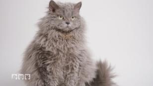 Außergewöhnliche Katzenrassen aus der ganzen Welt Außergewöhnliche Katzenrassen aus der ganzen Welt