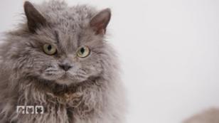 Außergewöhnliche Katzenrassen aus der ganzen Welt Außergewöhnliche Katzenrassen aus der ganzen Welt