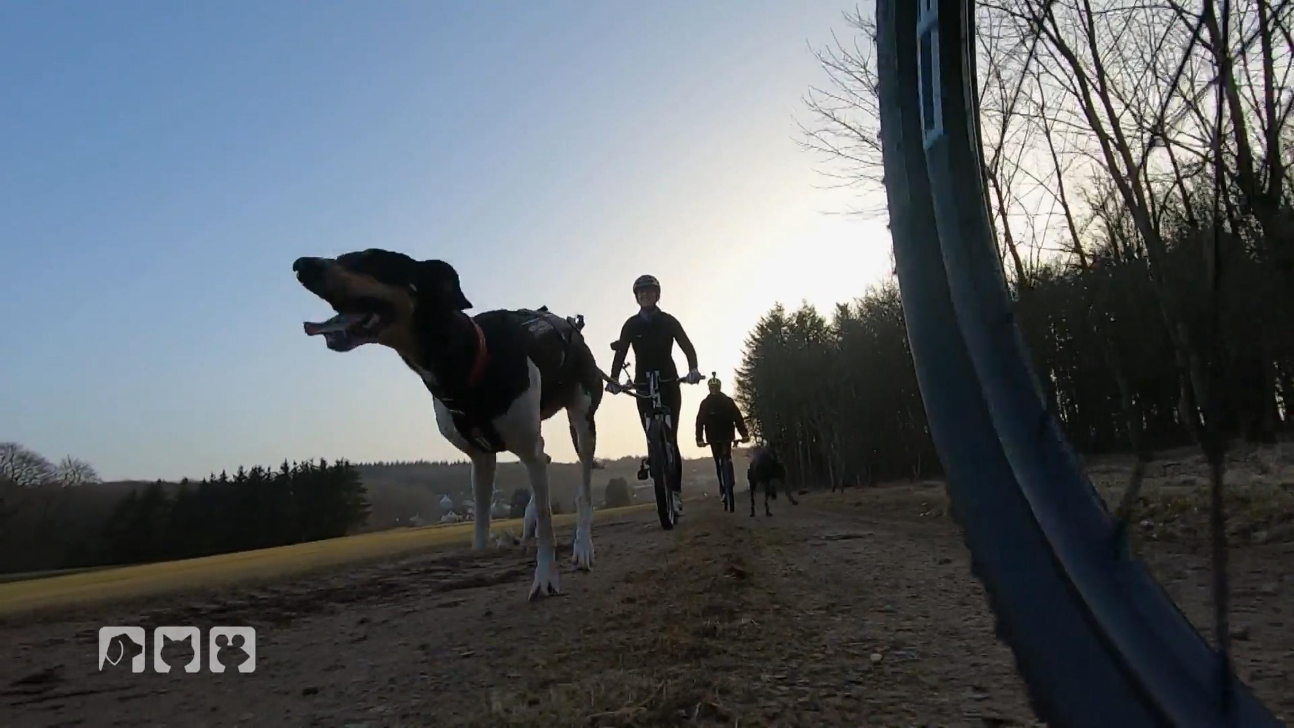 Die coolsten Hundesportarten Die coolsten Hundesportarten