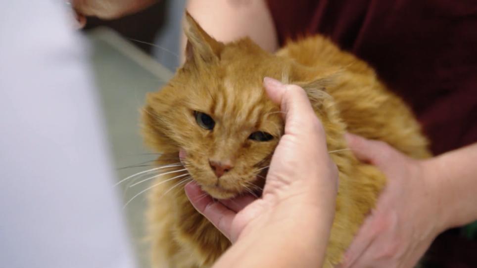 Verdacht auf Katzenschnupfen Verdacht auf Katzenschnupfen
