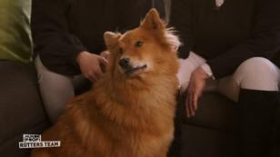 Eurasier-Hündin Ellie hat eine Tierarzt-Phobie Eurasier-Hündin Ellie hat eine Tierarzt-Phobie