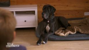 Dogge Jam zeigt langsam Fortschritte! Dogge Jam zeigt langsam Fortschritte!