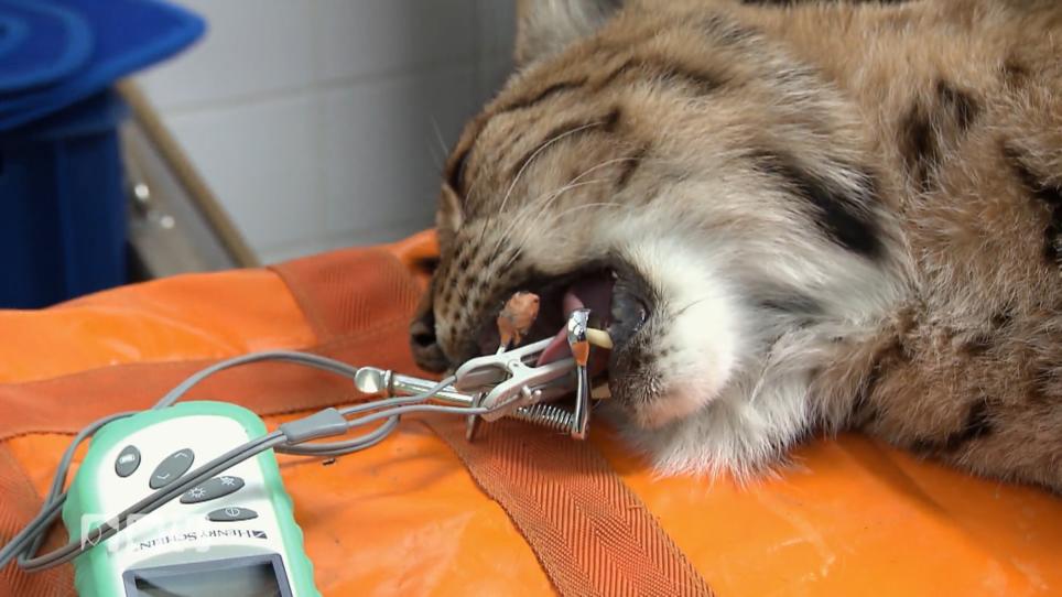 Die Zootierärzte Die Zootierärzte