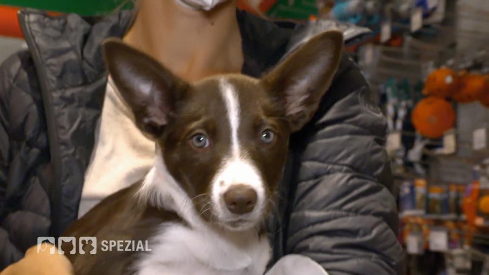 Erst Ausstattung für Punky Erst Ausstattung für Punky