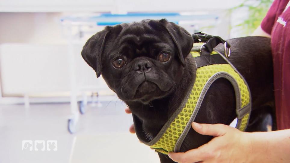 Mops Karl bekommt keine Luft mehr Mops Karl bekommt keine Luft mehr