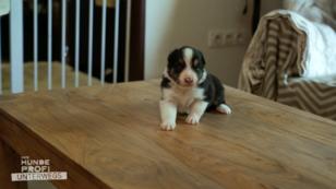Der Meister der Hütehunde Der Meister der Hütehunde