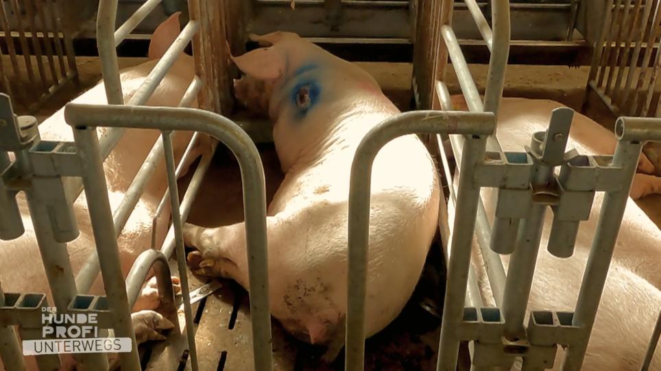 Das Beste der konventionelle Schweinehaltung Das Beste der konventionelle Schweinehaltung
