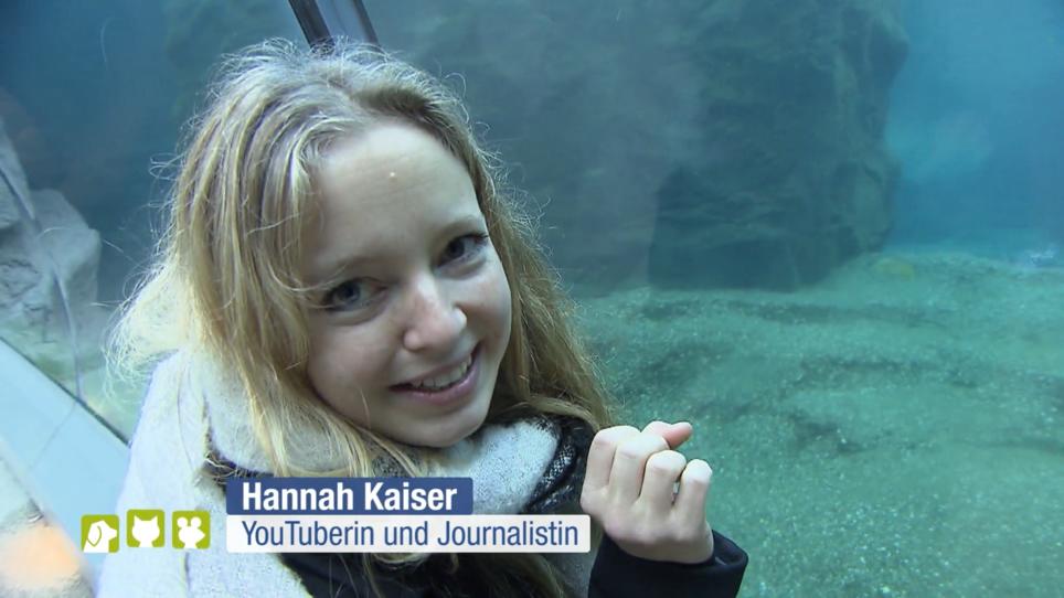 Reporterin Hannah verbringt einen Tag mit Seelöwen Reporterin Hannah verbringt einen Tag mit Seelöwen