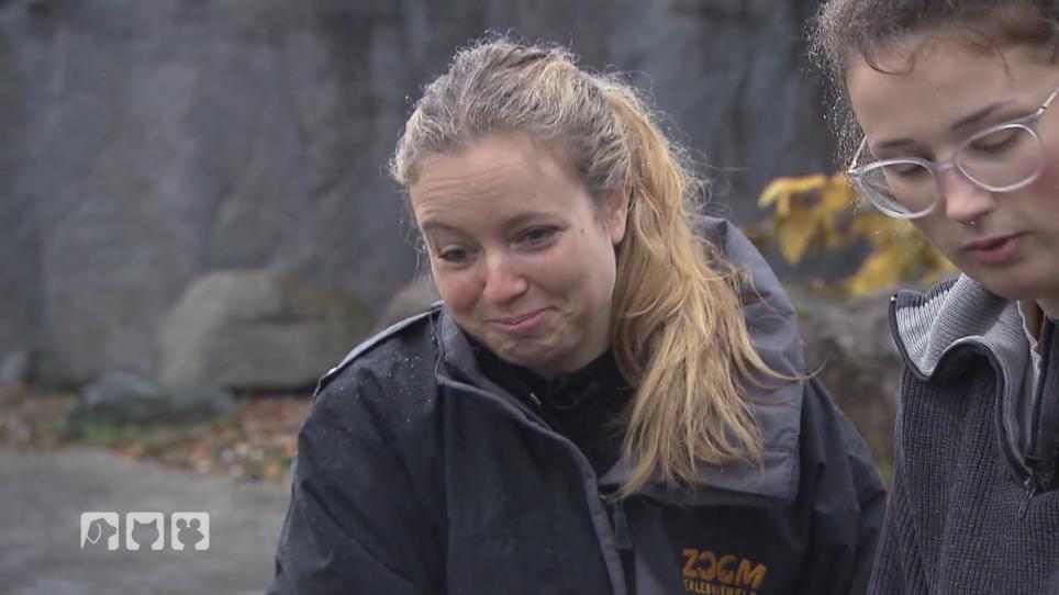 Hannah lernt mehr über Seelöwen Hannah lernt mehr über Seelöwen