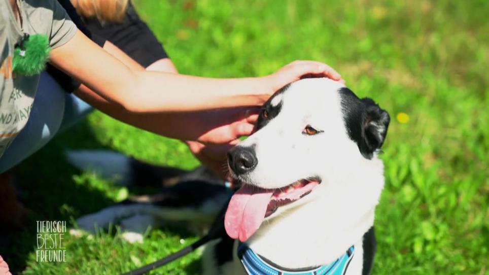 Ehemaliger Straßenhund braucht eine Prothese Ehemaliger Straßenhund braucht eine Prothese