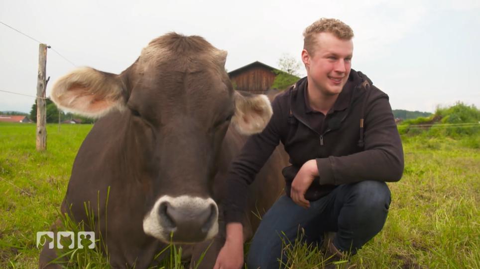 Markus reitet auf seinen geliebten Kühen Markus reitet auf seinen geliebten Kühen