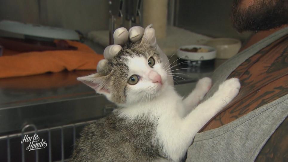 Es kommt neues Leben ins Tierheim Es kommt neues Leben ins Tierheim