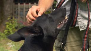Ein Happy End für die Hunde? Ein Happy End für die Hunde?