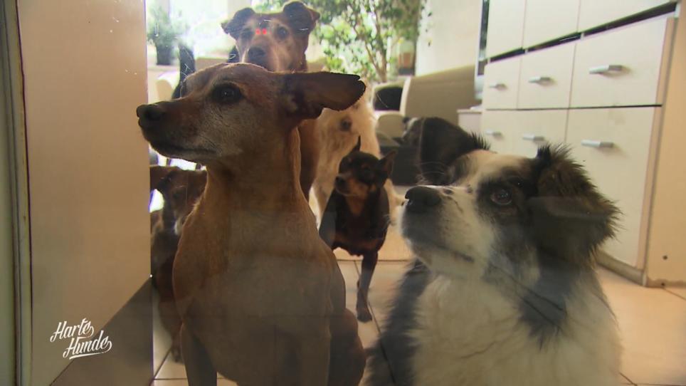 Die Hunde haben viel durchgemacht Die Hunde haben viel durchgemacht
